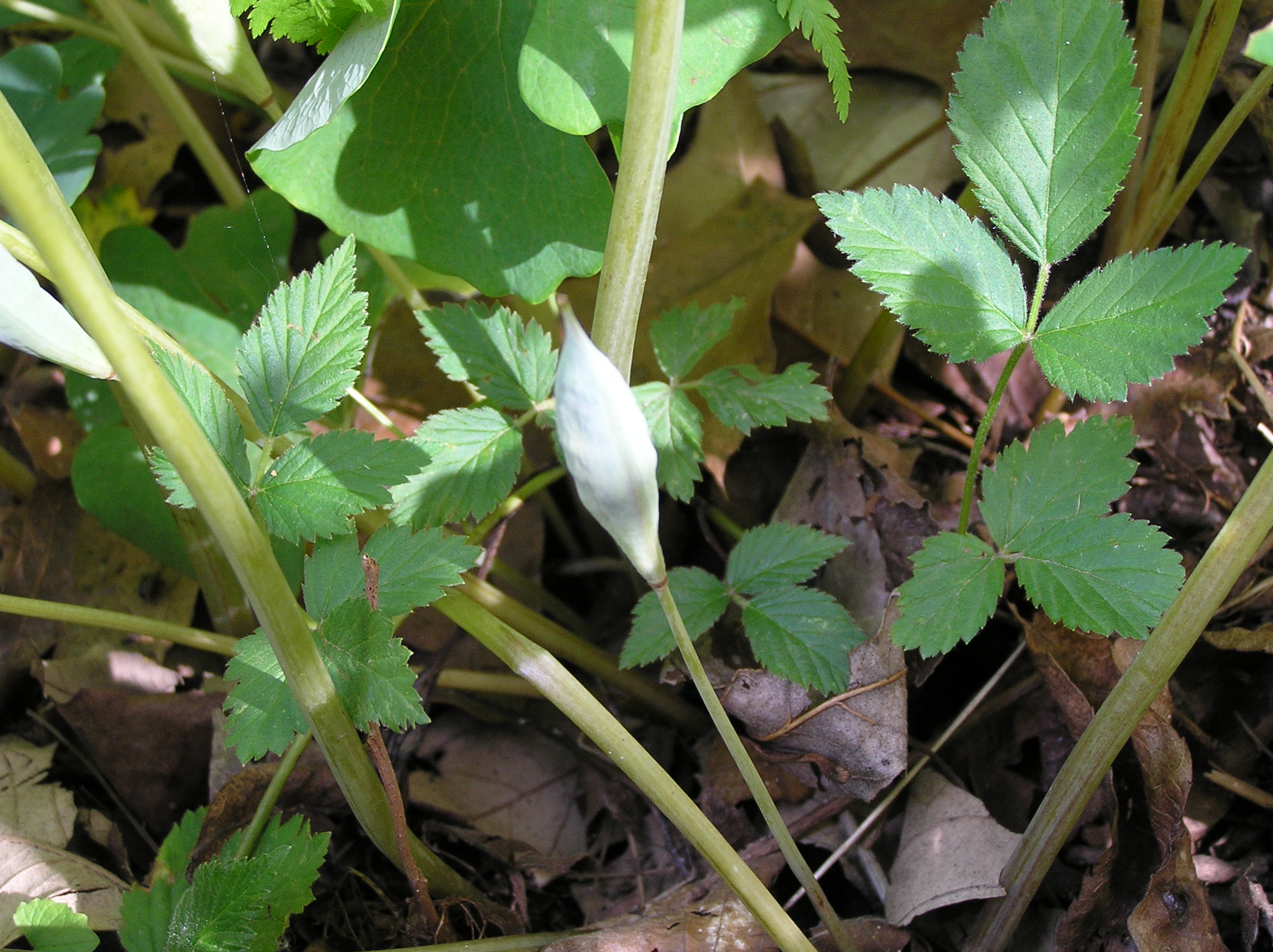 Native Trees of Indiana River Walk